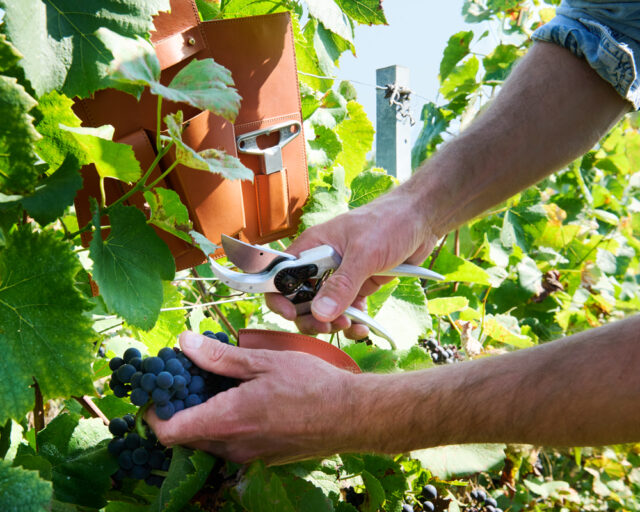 Atelier du Vin